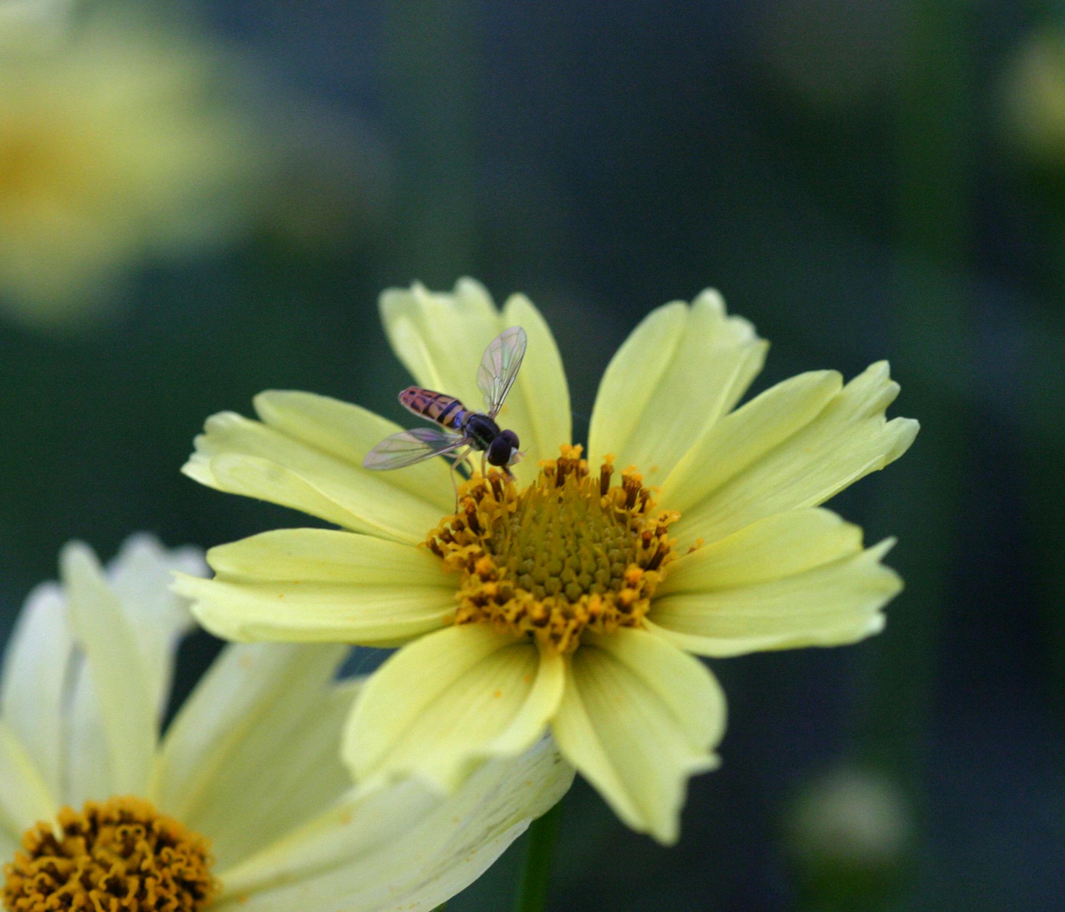 Native plant landscaping, 'flower fly on coreopsis'