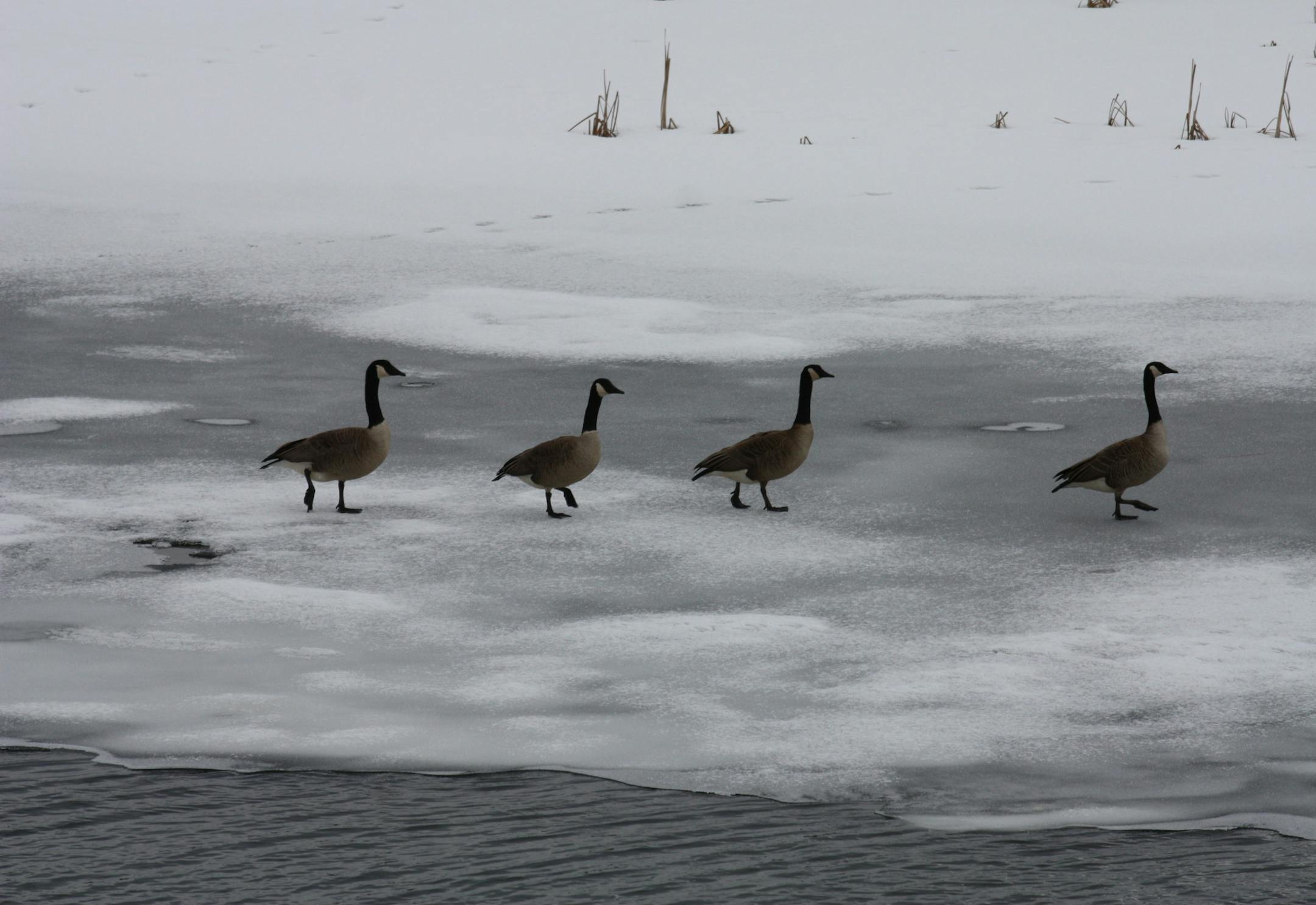 Contrasts make for nice winter photos. Photo by Dave Schulz