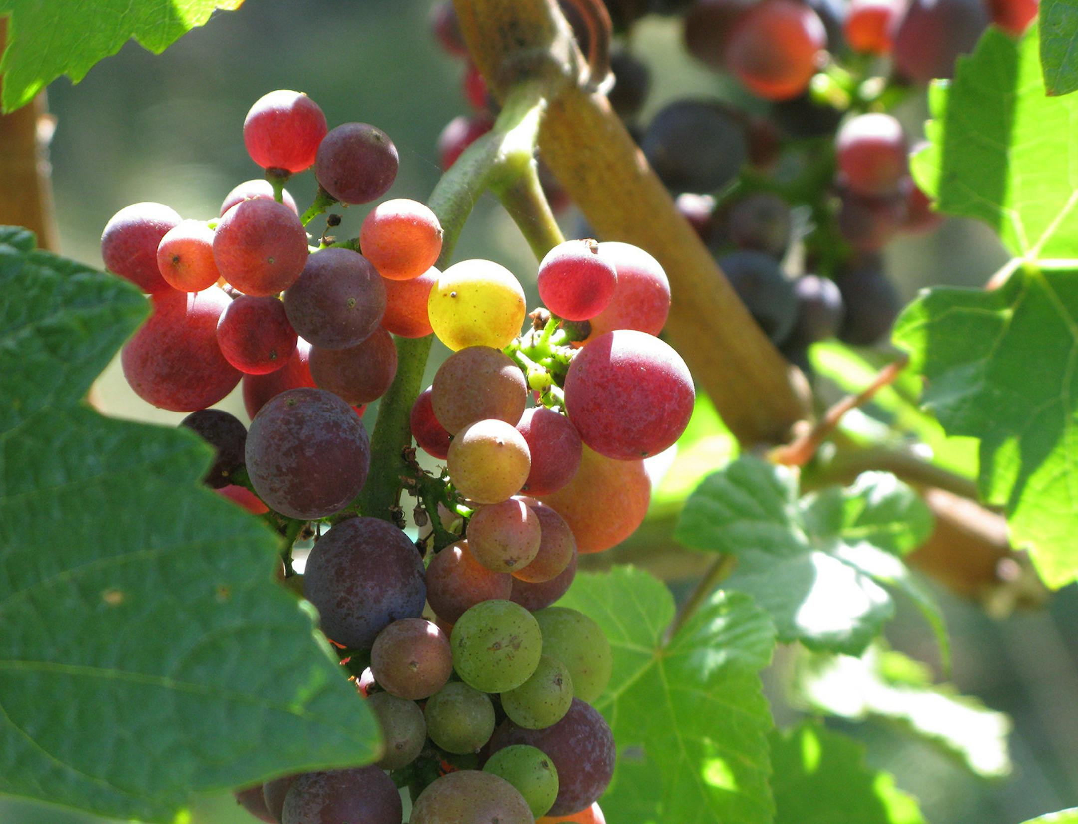 Pinot noir grapes ripen one grape at a time, hence the various hues in these grape clusters found at Chehalem Corral Creek vineyard in Newberg, Oregon. (Bill Daley/Chicago Tribune/MCT) ORG XMIT: 1065716