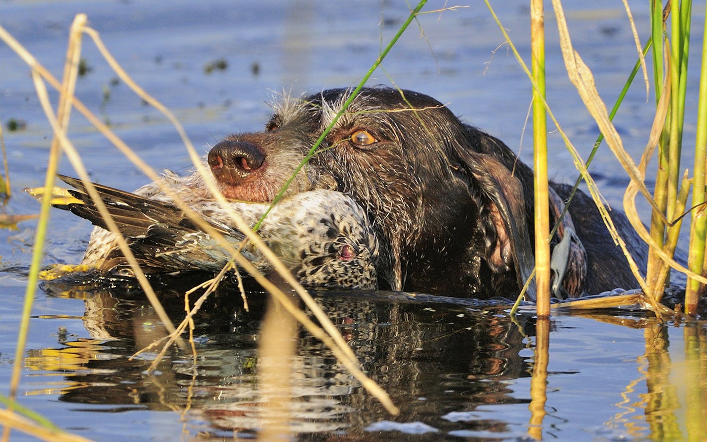 Annie, a pudelpointer owned by Rolf Moen of Nisswa, Minn. retrieves an opening day blue-winged teal amid stems of wildl rice.