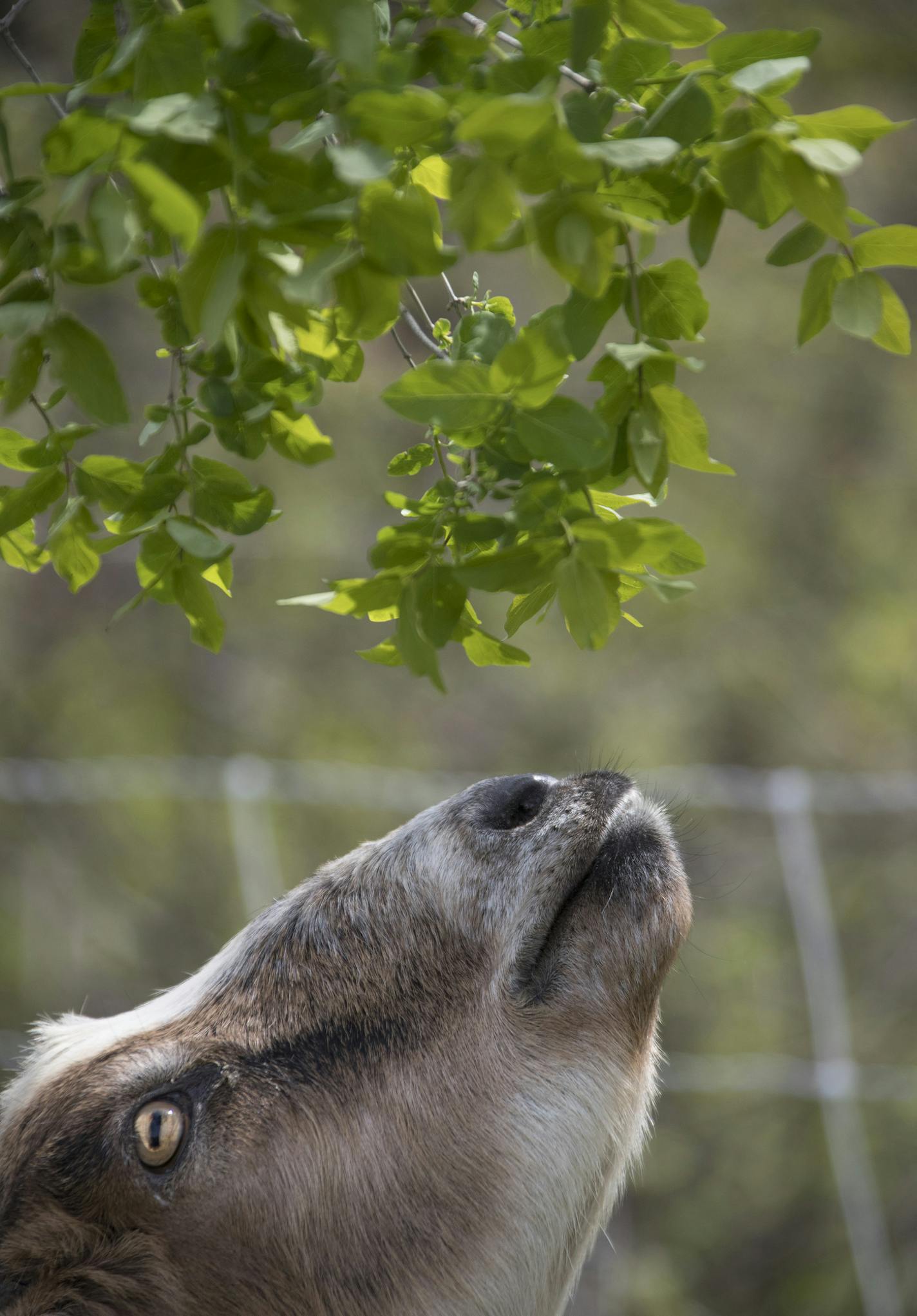 Goats were released Tuesday along the bluff edge at Indian Mounds Regional Park in St. Paul to eat unwanted vegetation. One was stolen early Friday but recovered after a high-speed chase.