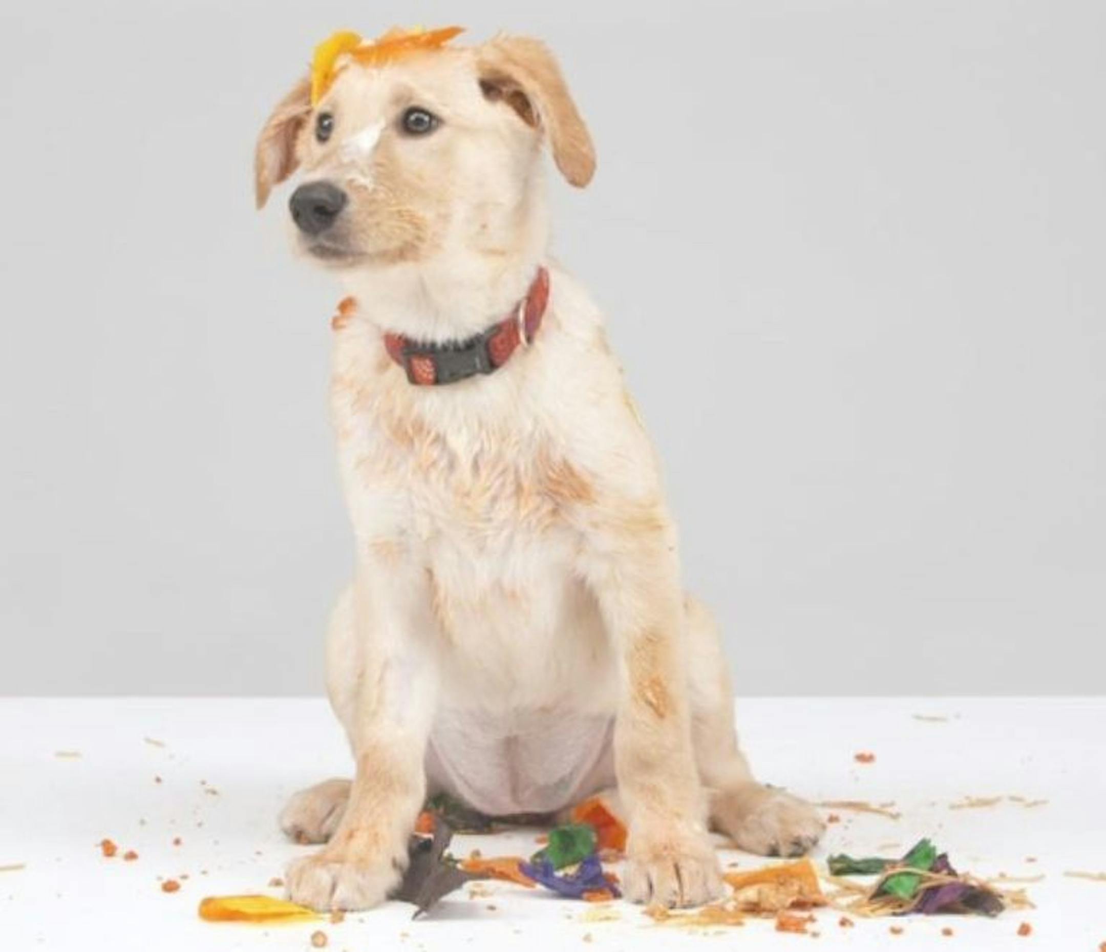 Vacuum cleaner company Bissell is hosting an online viewing of puppies making messes to go along with its sponsorship of the Puppy Bowl.