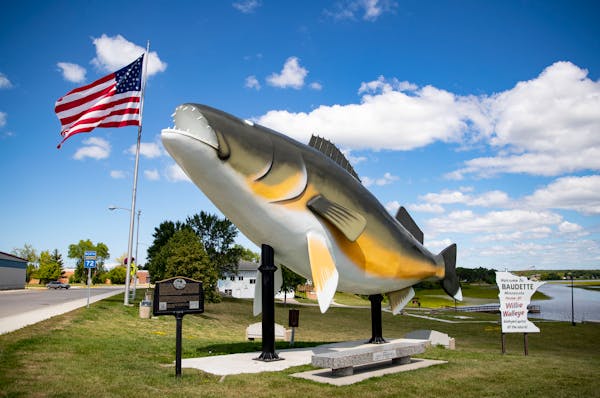 Willie Walleye, a large statue of the fish, stands at the eastern entrance to Baudette, Minn. ]