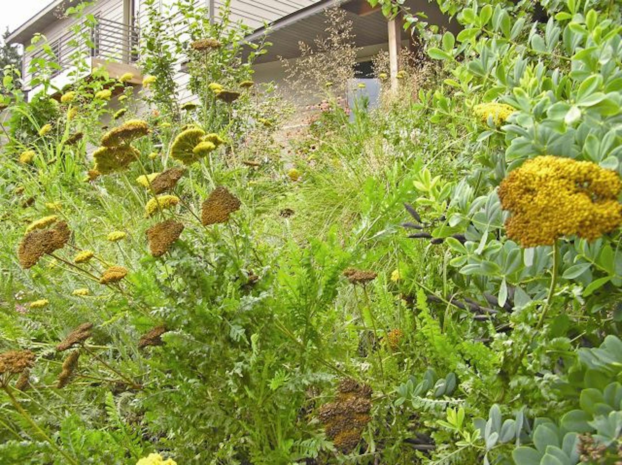 Garden was designed by Paula Westmoreland of Ecological Gardens