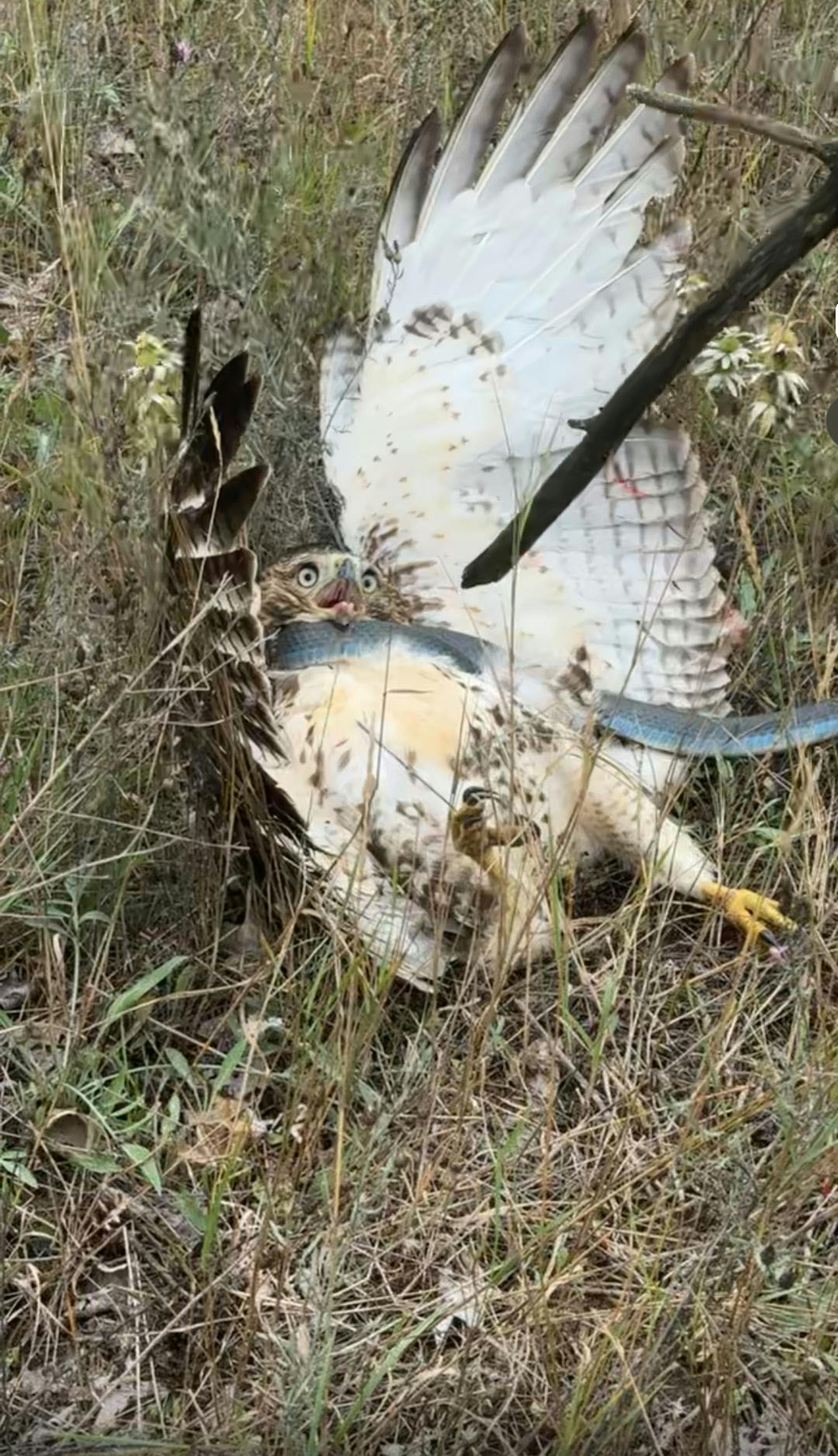 A red-tailed hawk on the ground with a snake around its neck.