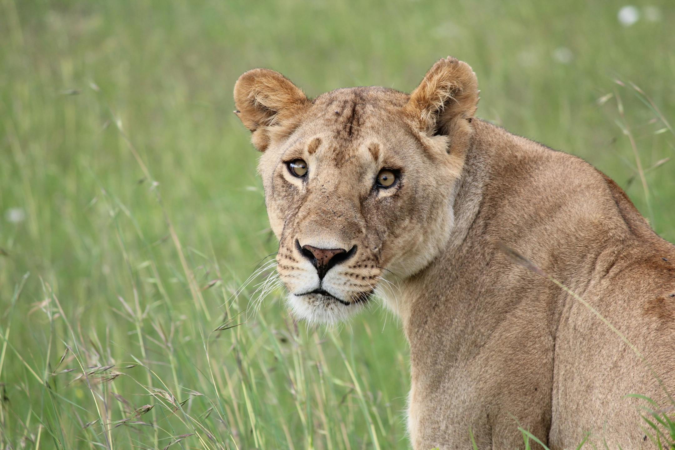 The photographer: Kris Adelmann of Blaine. The scene: A lioness in Maasai Mara National Reserve, a game reserve in Kenya, kept a close eye on the vehicle in which Adelmann was riding. Those in the vehicle were watching her, too; they had a flat, but couldn't change the tire until the lioness walked away, after about half an hour. Adelmann shared this phot because of "the power of those eyes looking directly at us."