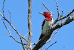 Once ubiquitous across the Midwest, redheaded woodpeckers have lost about 95% of their population.