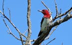 Once ubiquitous across the Midwest, redheaded woodpeckers have lost about 95% of their population.