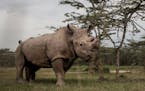 Sudan, the last male northern white rhino left on the planet, lives alone in a 10-acre enclosure, with 24-hour guards, in Kenya.