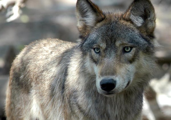 A pack of wolves thrived near Minneapolis; how it died offers lessons for the future