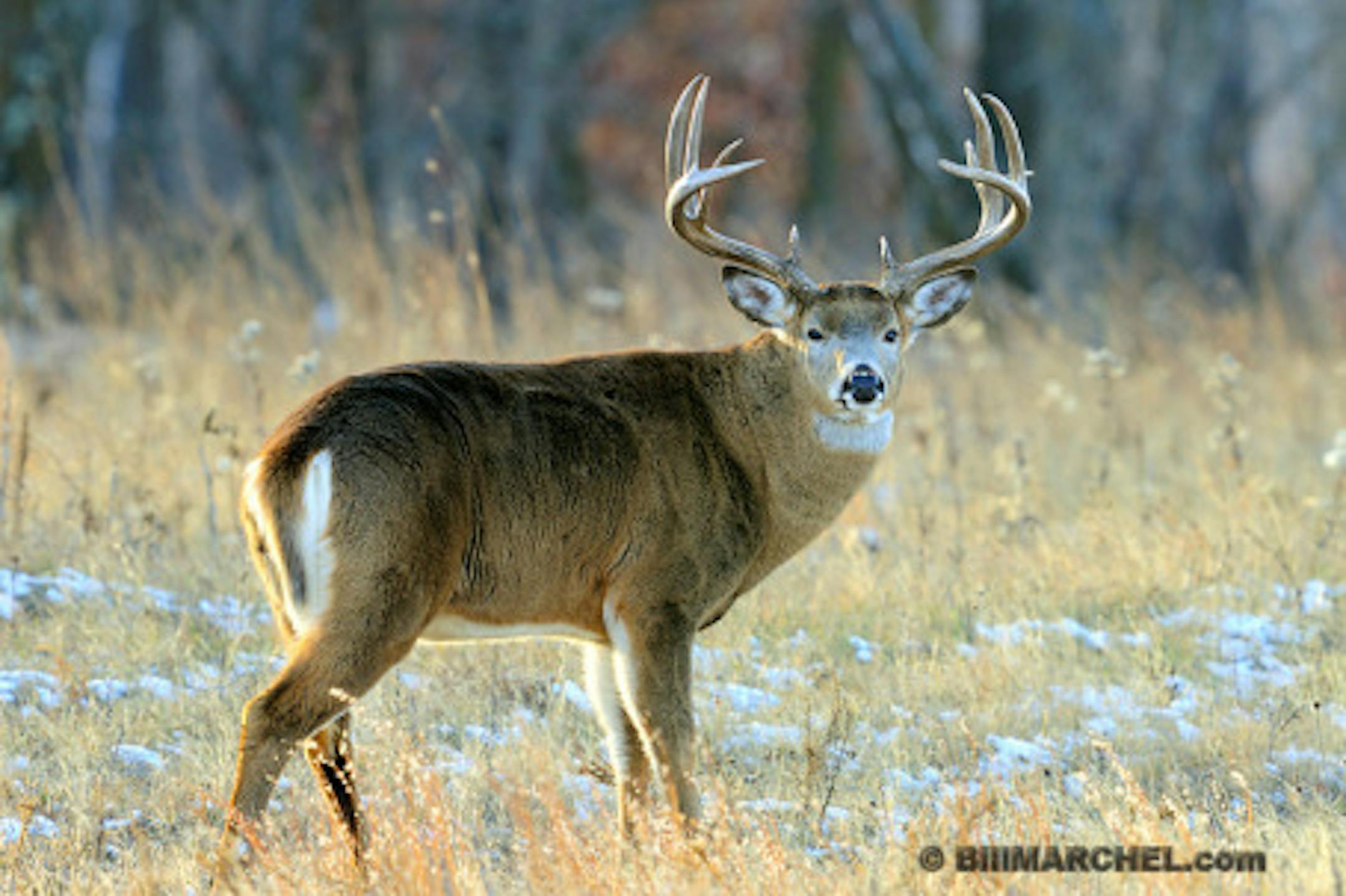 1/ 500s, at f/7.1 || E.Comp:0 || 600mm || WB: AUTO 0. || ISO: 400 || Tone:  || Sharp:  || Camera: NIKON D300on: 2010:11:19 13:16:56