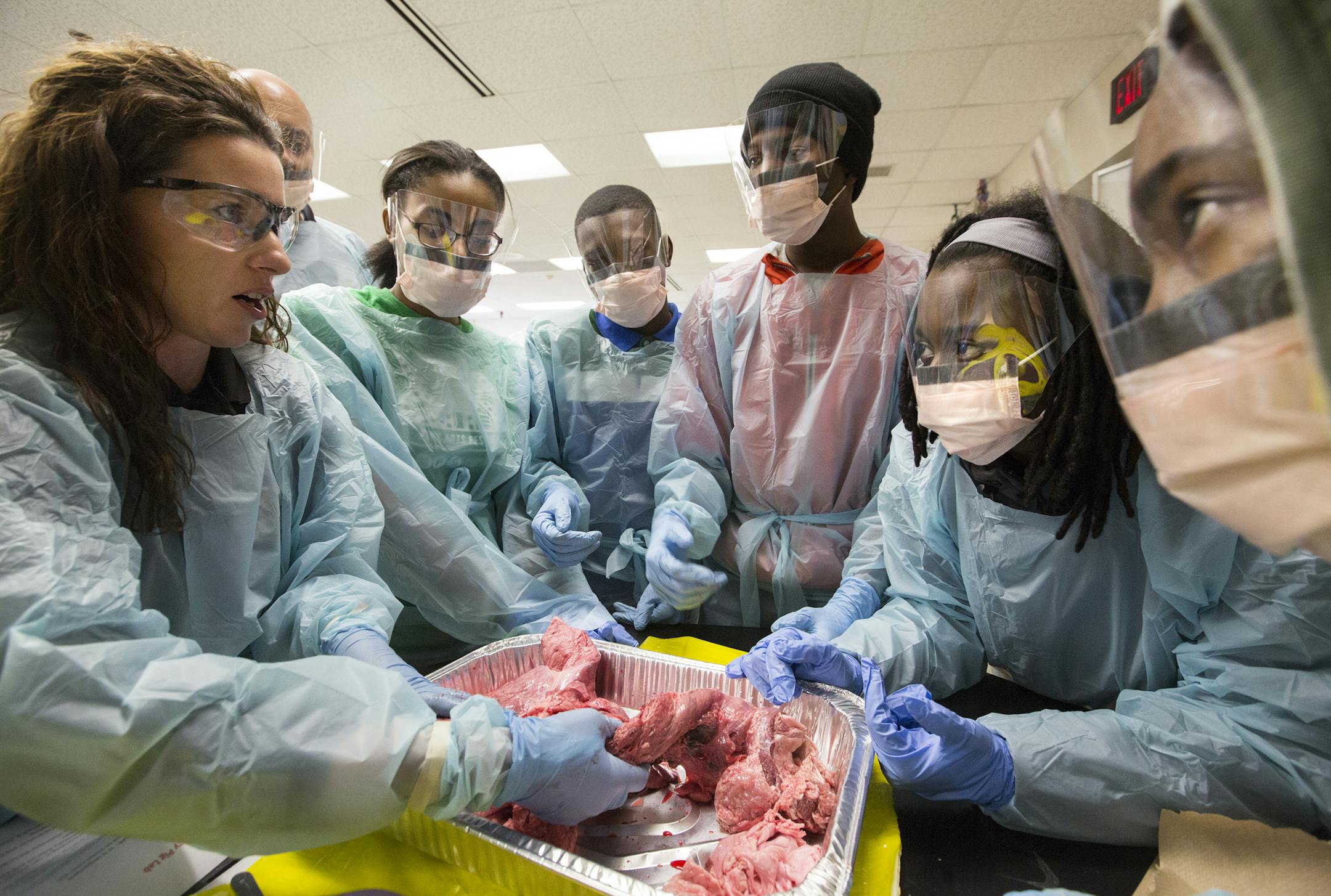 Erin Glover, left, a paramedic and EMT coordinator for all fire departments at HCMC, teaches students about anatomy with a dissected pig during the EMS Pathways class, an emergency medical responders course for juniors and seniors at North High School in Minneapolis on Thursday, February 11, 2016. From right is Randerika Johnson, 18, Mercedes Thomas, 17, Ashawn Glenn, 18, Jeffrey Winn, 16, and Toni Dollerson, 17. ] (Leila Navidi/Star Tribune) leila.navidi@startribune.com BACKGROUND INFORMATION: