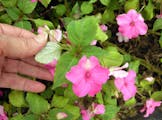 Top: Impatiens downy mildew progresses with stunted plants, yellowing leaves and white fuzz on leaf undersides. At bottom: In time, plants drop flower