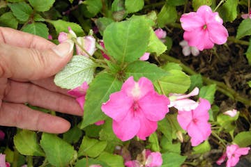 Top: Impatiens downy mildew progresses with stunted plants, yellowing leaves and white fuzz on leaf undersides. At bottom: In time, plants drop flower