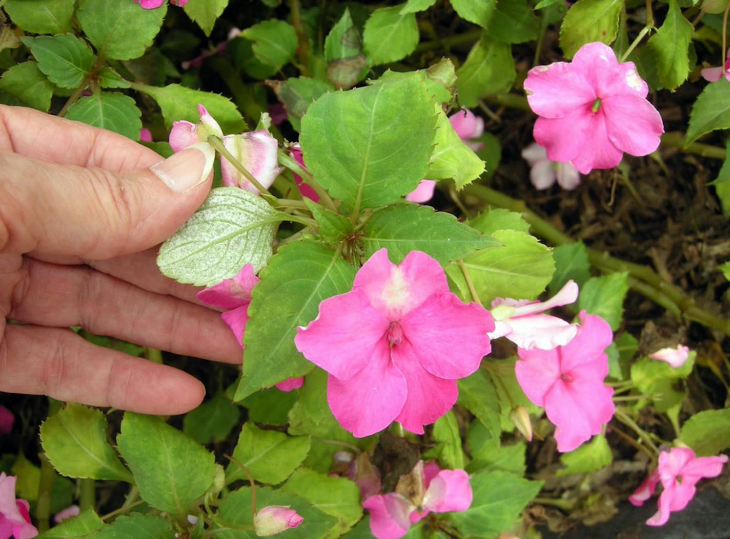 Top: Impatiens downy mildew progresses with stunted plants, yellowing leaves and white fuzz on leaf undersides. At bottom: In time, plants drop flowers and leaves. Illustrates GARDENING (category l), by Adrian Higgins (c) 2013, The Washington Post. Moved Wednesday, April 17, 2013. (MUST CREDIT: Margery Daughtrey/Cornell) ORG XMIT: MIN1304221628030002