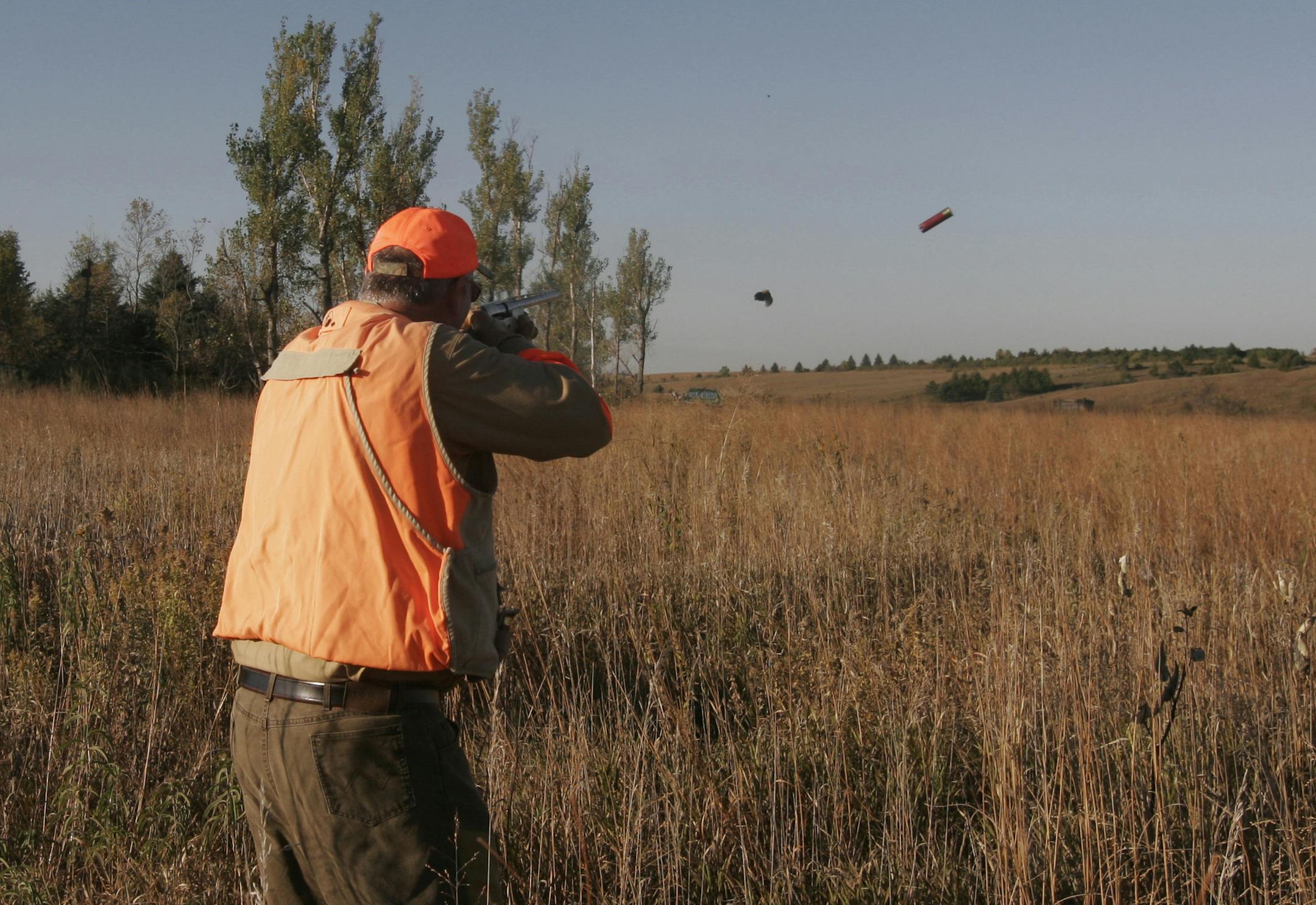 An empty shell flew from Cal Brink's shotgun as he shot a rooster on last year's pheasant opener near Worthington. Doug Smith/Star Tribune; Oct. 11, 2014. ORG XMIT: MIN1410111426337174
