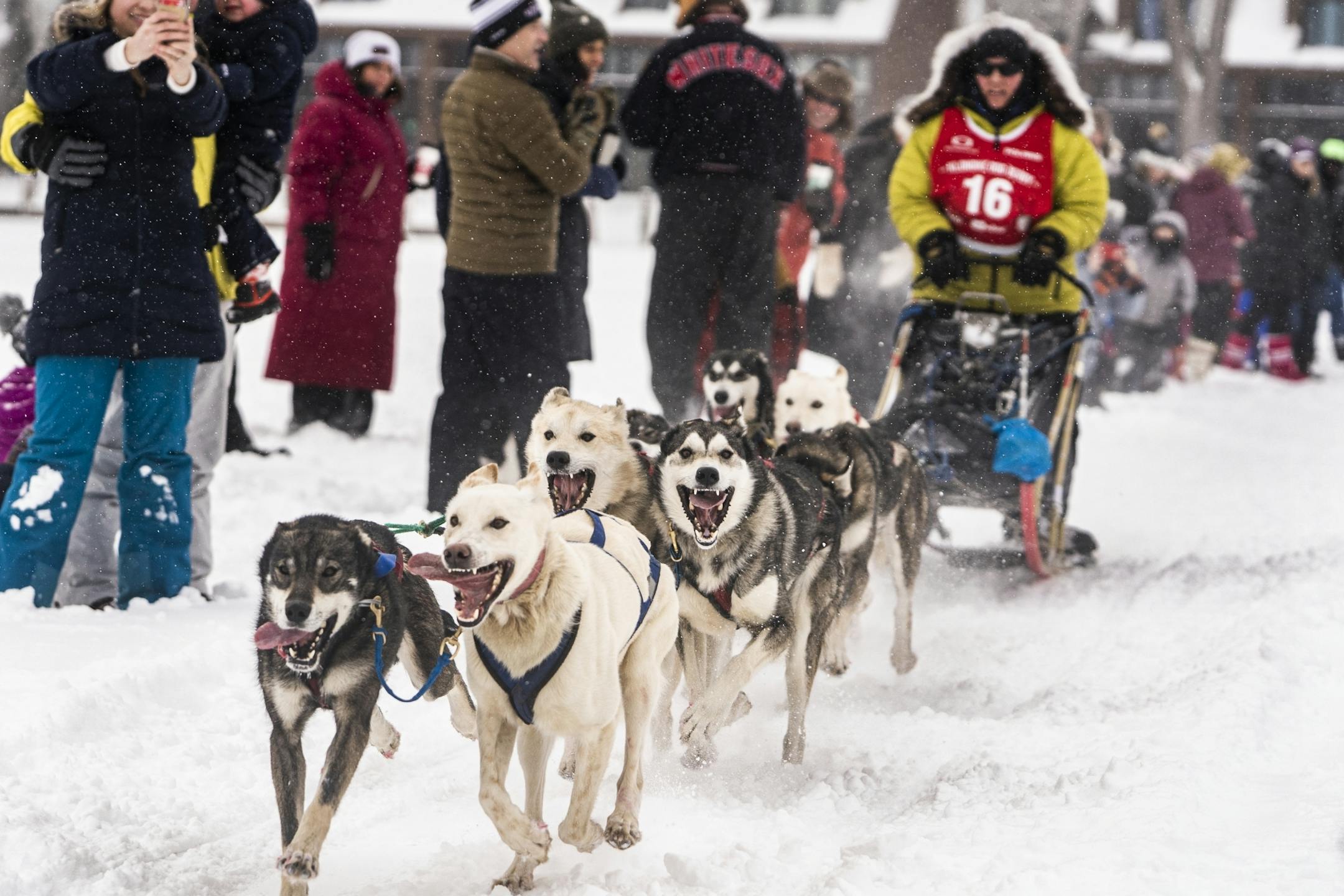 Rita Wehseler's dogs (16) were thrilled to be off to the races.