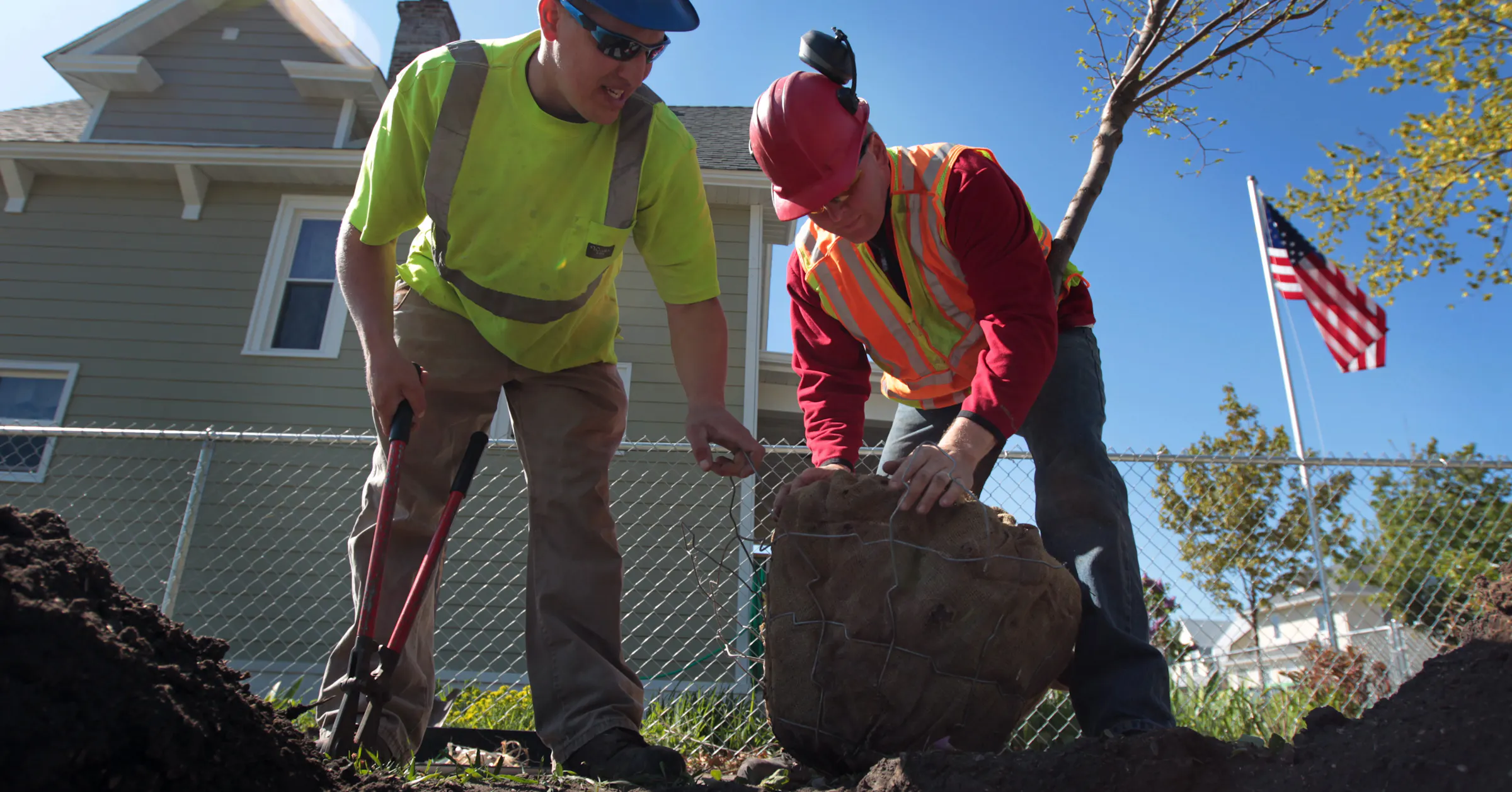 Tree Cap Work Over How you can help the tree canopy