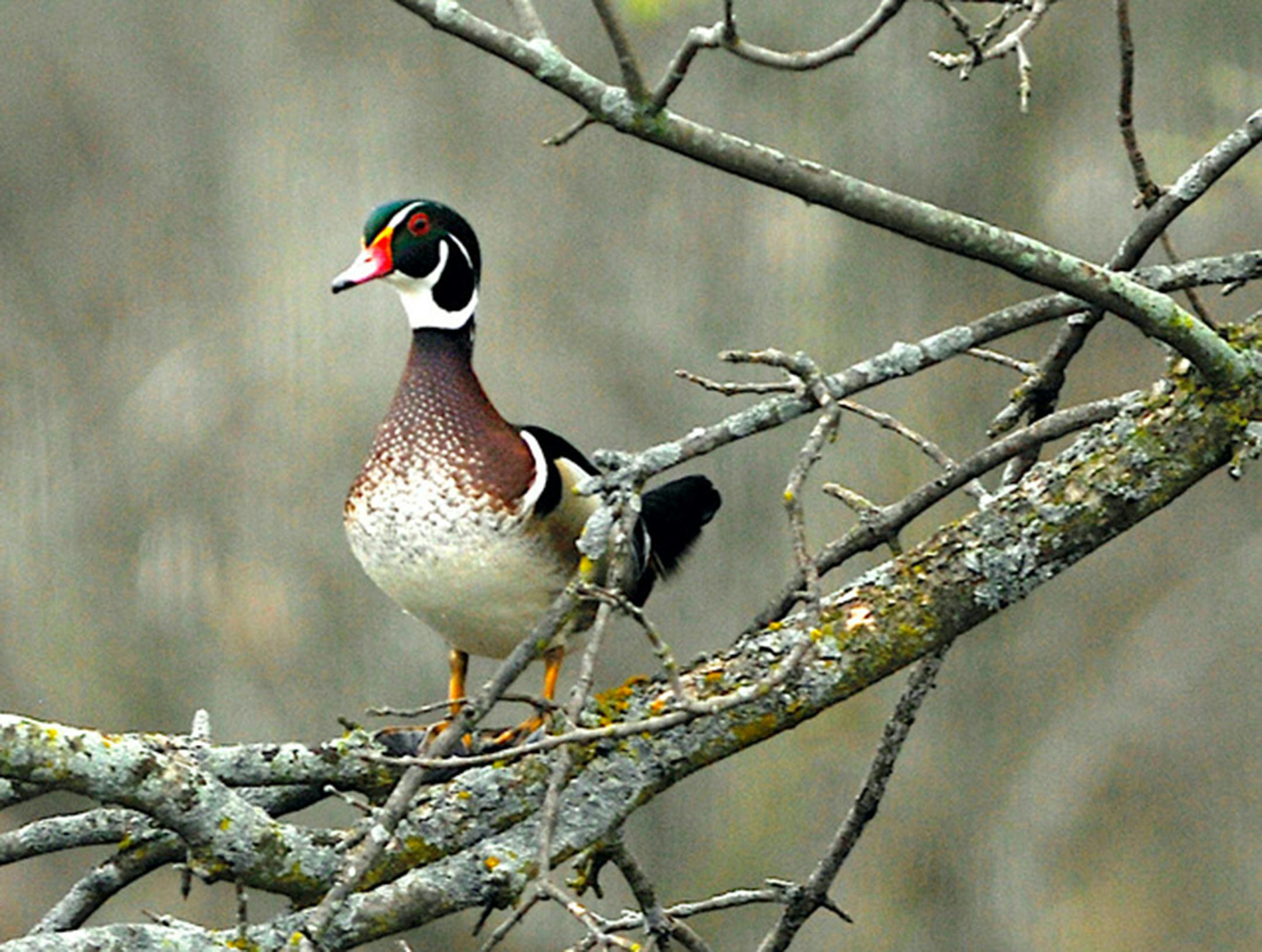 Wood ducks appear before songbirds arrive. jim Williams photo