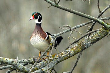 Wood ducks appear before songbirds arrive. jim Williams photo