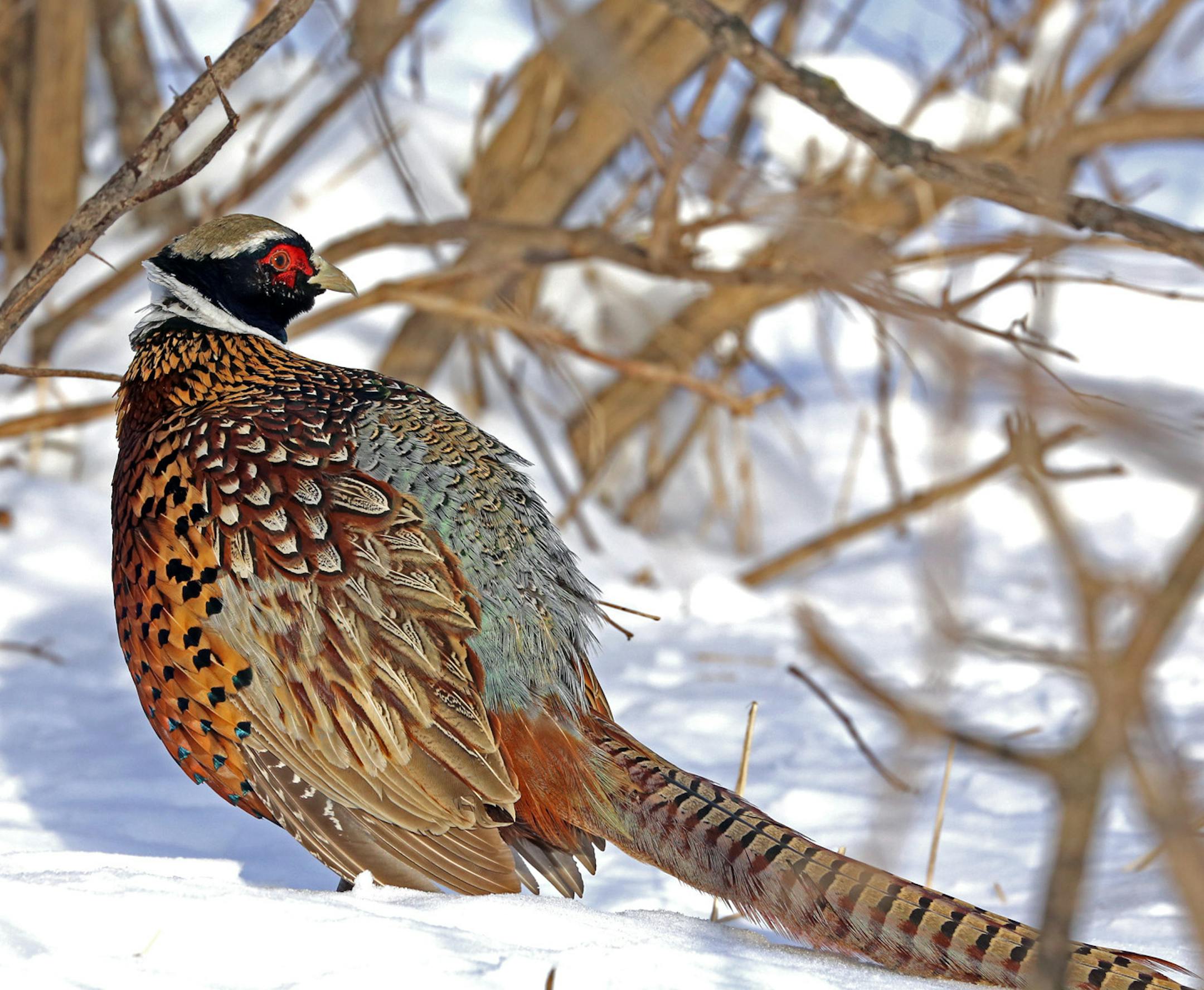 Wild ‚Äî or not? This rooster pheasant showed off his splendid feathered coat. The bird is one of thousands released each year at hunt clubs throughout Minnesota.