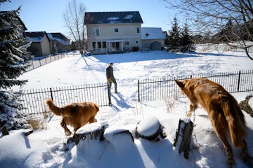 Luke Kramer and his golden retrievers returned to their property after exploring woods behind their new home in Minnetrista.