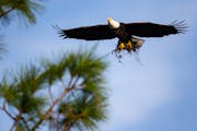 Harriet and M15, the famous bald eagles from Southwest Florida Eagle Cam, collected nesting material to rebuild their nest after it was destroyed in H