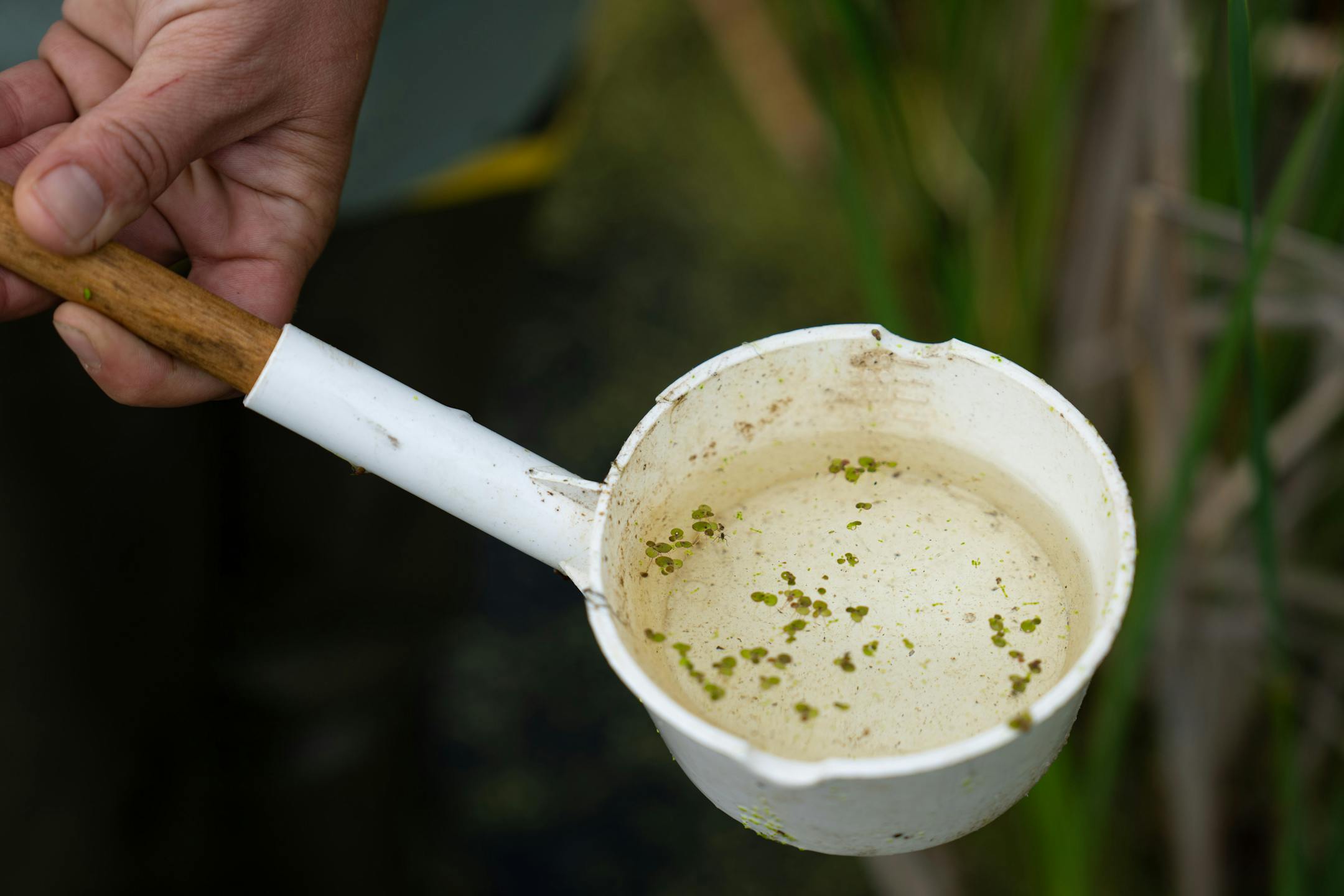 Field technician Gabriella Chacon looked for mosquito larva in Pomerleau Lake Friday, June 2, 2023 Plymouth, Minn. Crews with the Metropolitan Mosquito Control District were out testing water samples at Pomerleau Lake. ] GLEN STUBBE • glen.stubbe@startribune.com