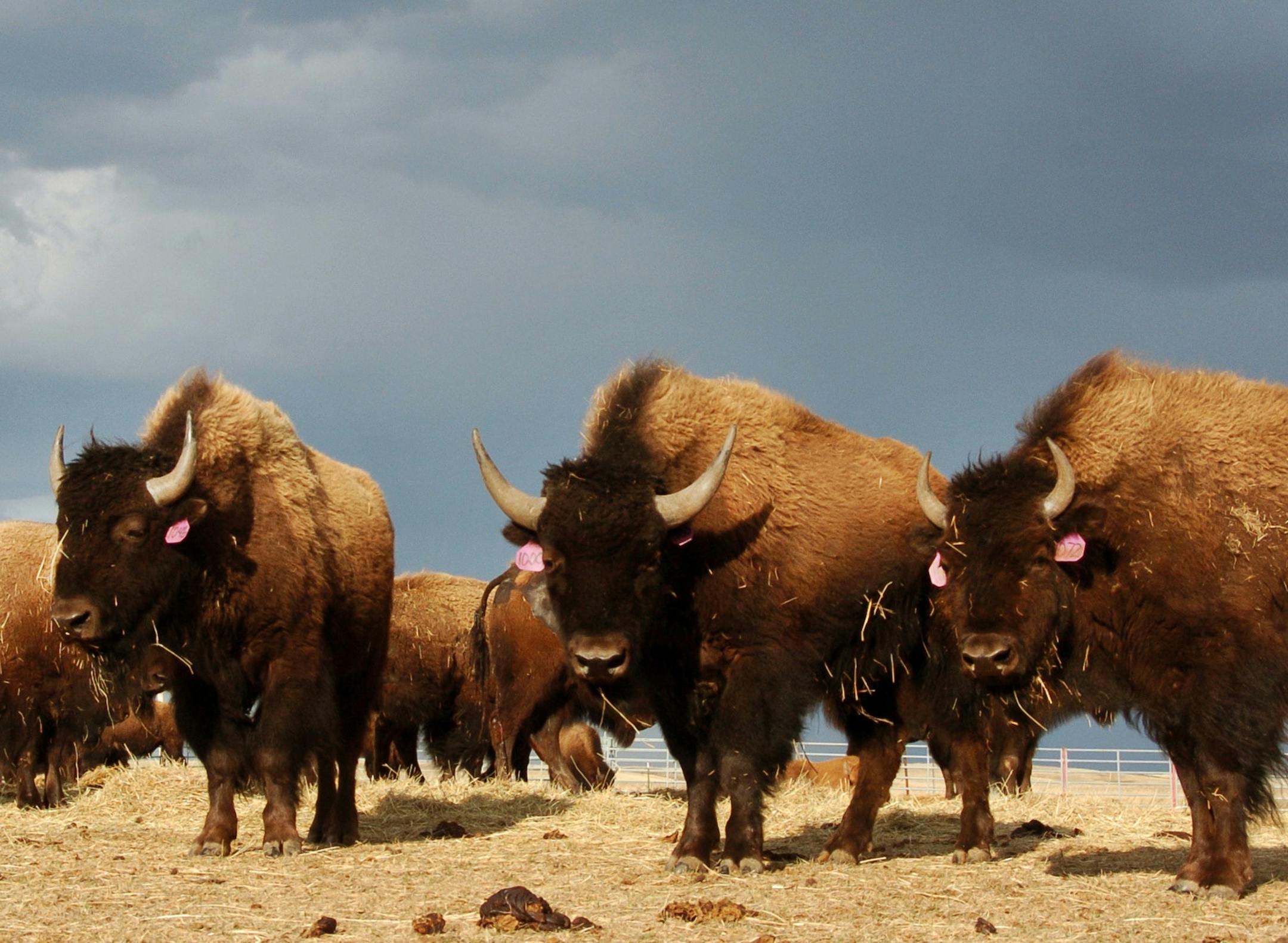 FILE - In an April 24, 2012, file photo, a herd of bison stand in a pen on the Fort Peck Reservation near Poplar, Mont. Bison have not been part of the sweeping landscape just east of the Northern Rockies of Montana and Canada for more than a century, but Blackfoot Confederacy leaders say they are ready to bring the animal back. (AP Photo/Matthew Brown, File)