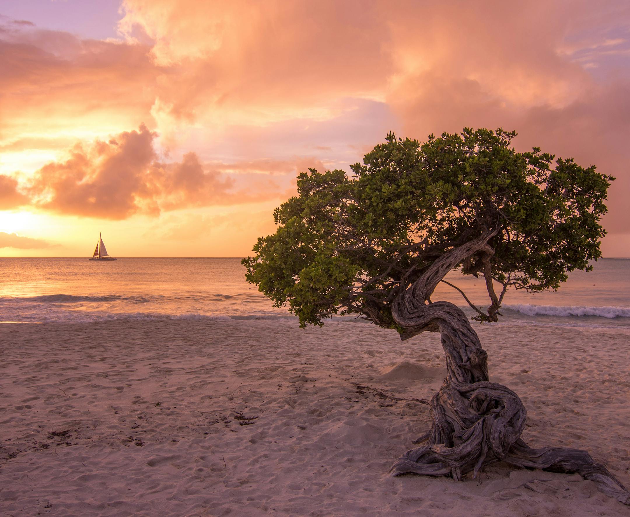 Sunset at Eagle Beach with a Divi Tree in the foreground, Aruba, Dutch West Indies.
Mick Richards, Burnsville, MN Where were you when you took this photo? What does it show? This was taken in Aruba and the tree in the foreground is called a Divi tree, it looks like a bonsai tree. As the sun was setting the sailboat appeared on the horizon. The boat appeared in the frame for about 15 seconds or so and I took about 12 shots trying to get the boat in the frame. It was a lucky shot! What equipment d