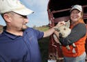 In this Tuesday, Nov. 1, 2016 photo, Mike and Michelle Deschaaf, owners of 1936 Meadowbrook Farm in Benton Harbor, Mich., show off a mangalitsa piglet