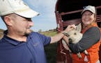 In this Tuesday, Nov. 1, 2016 photo, Mike and Michelle Deschaaf, owners of 1936 Meadowbrook Farm in Benton Harbor, Mich., show off a mangalitsa piglet
