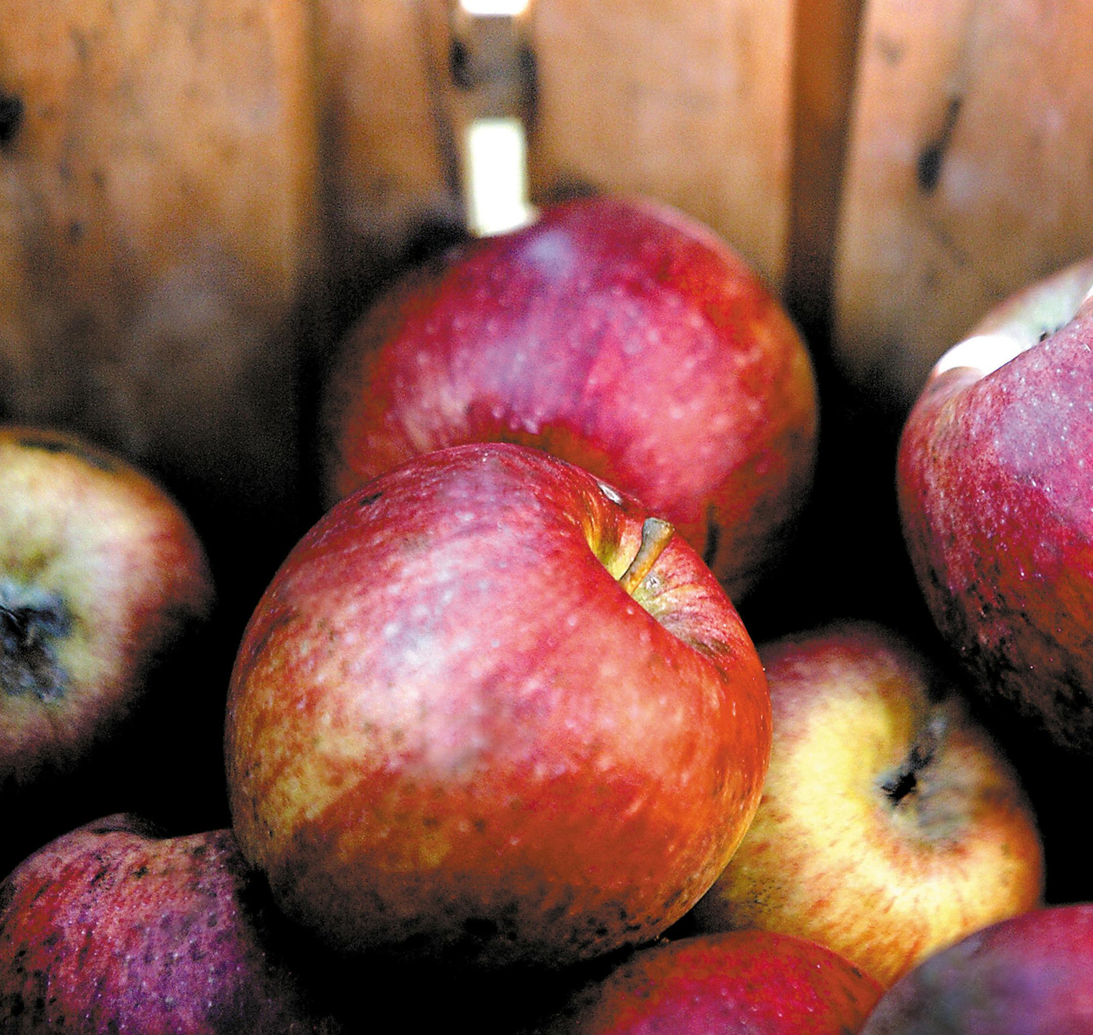 A basket of apples is shown before they are turned into apple cider by Charles Woodford outside his rural Long Grove, Iowa, home on Sept. 26, 2006. (AP Photo/Quad City Times, Kevin E. Schmidt) ORG XMIT: IADAV104