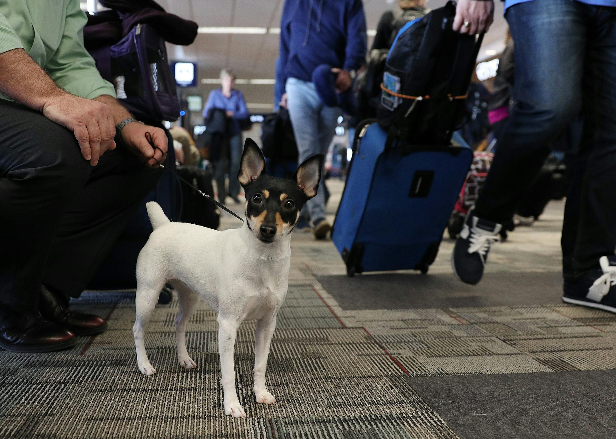 Suzie, a Toy Fox Terrier waited with her owner, Keith Edwards for their flight to Kansas City for a dog show Wednesday in Terminal 1.] ANTHONY SOUFFLE ï anthony.souffle@startribune.com Pet Ambassador volunteers with the MSP Airport Foundation greeted passengers with their therapy dogs Wednesday, March 7, 2018 in Terminal 1 at MinneapolisñSaint Paul International Airport in St. Paul, Minn. As Delta and United tighten regulations regarding passengers with emotional support animals, airpo