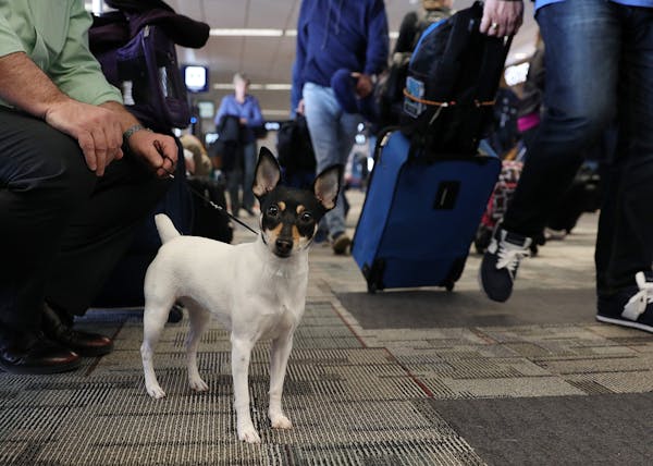 Suzie, a Toy Fox Terrier waited with her owner, Keith Edwards for their flight to Kansas City for a dog show Wednesday in Terminal 1.] ANTHONY SOUFFLE