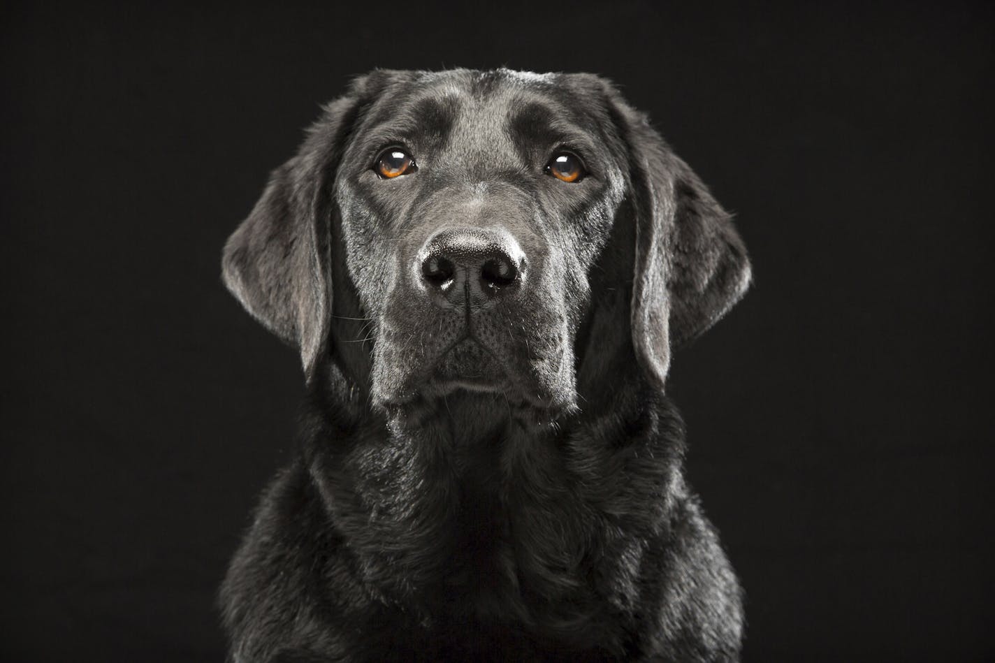 In this Oct. 2013 photo provided by Fred Levy, a black Labrador retriever named Denver poses in Levy's studio in Maynard, Mass. Levy, a pet photographer, first heard about &#xec;Black Dog Syndrome&#xee; in a 2013 conversation at a dog park. It&#xed;s a disputed theory that black dogs are the last to get adopted at shelters, perhaps because of superstition or a perception that they&#xed;re aggressive. The idea inspired Levy to take up a photo project on their behalf. (Fred Levy via AP)