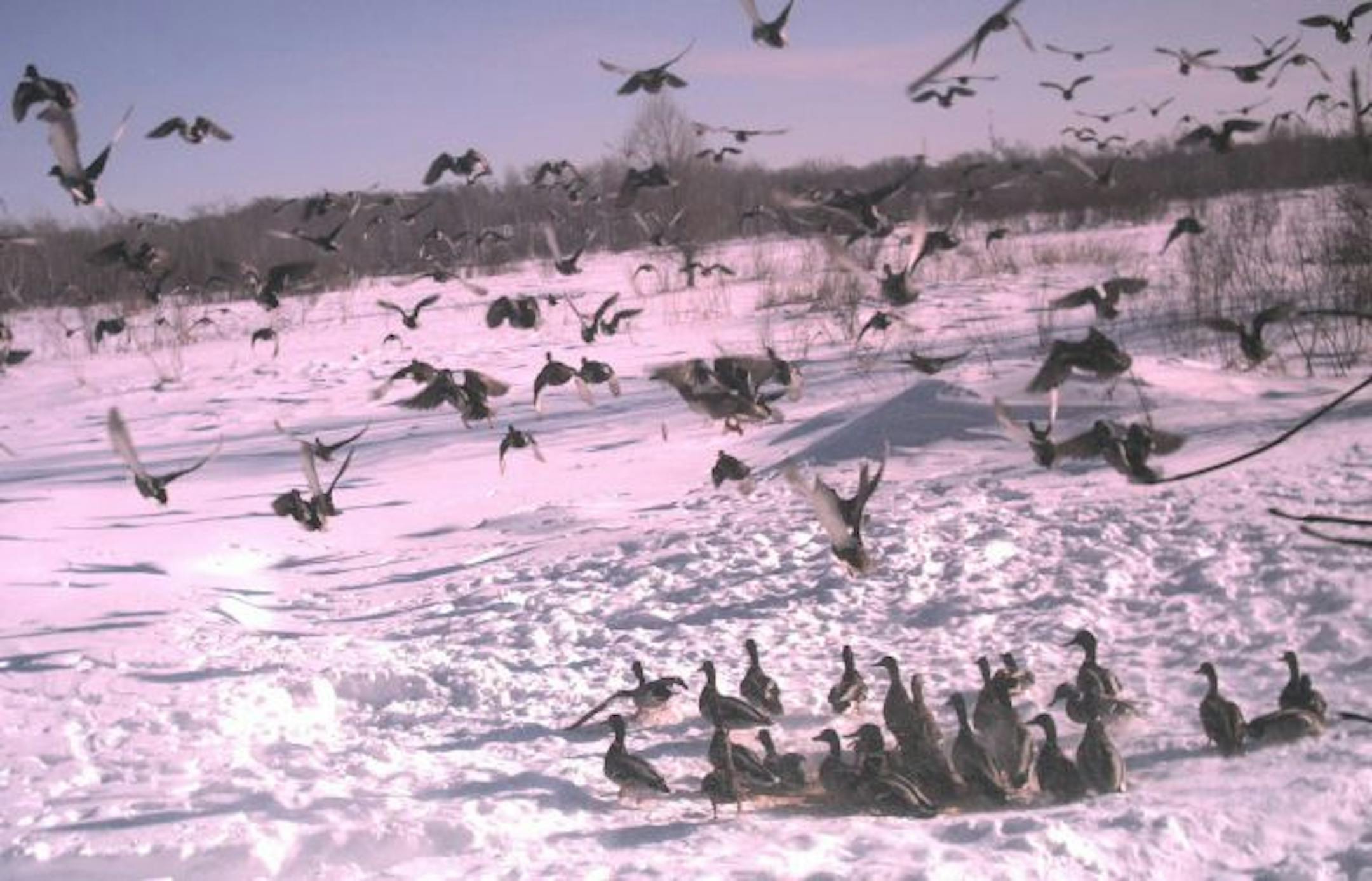 Ducks in Blaine