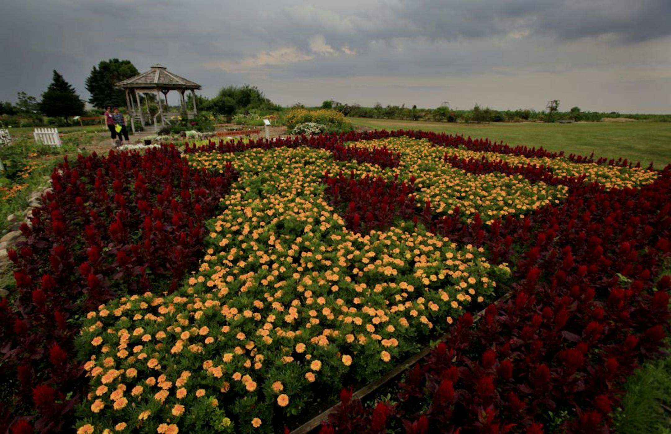 Trial flower gardens at 1605 West 160th St. (CR 46), Rosemount, MN. July 13, 2012.