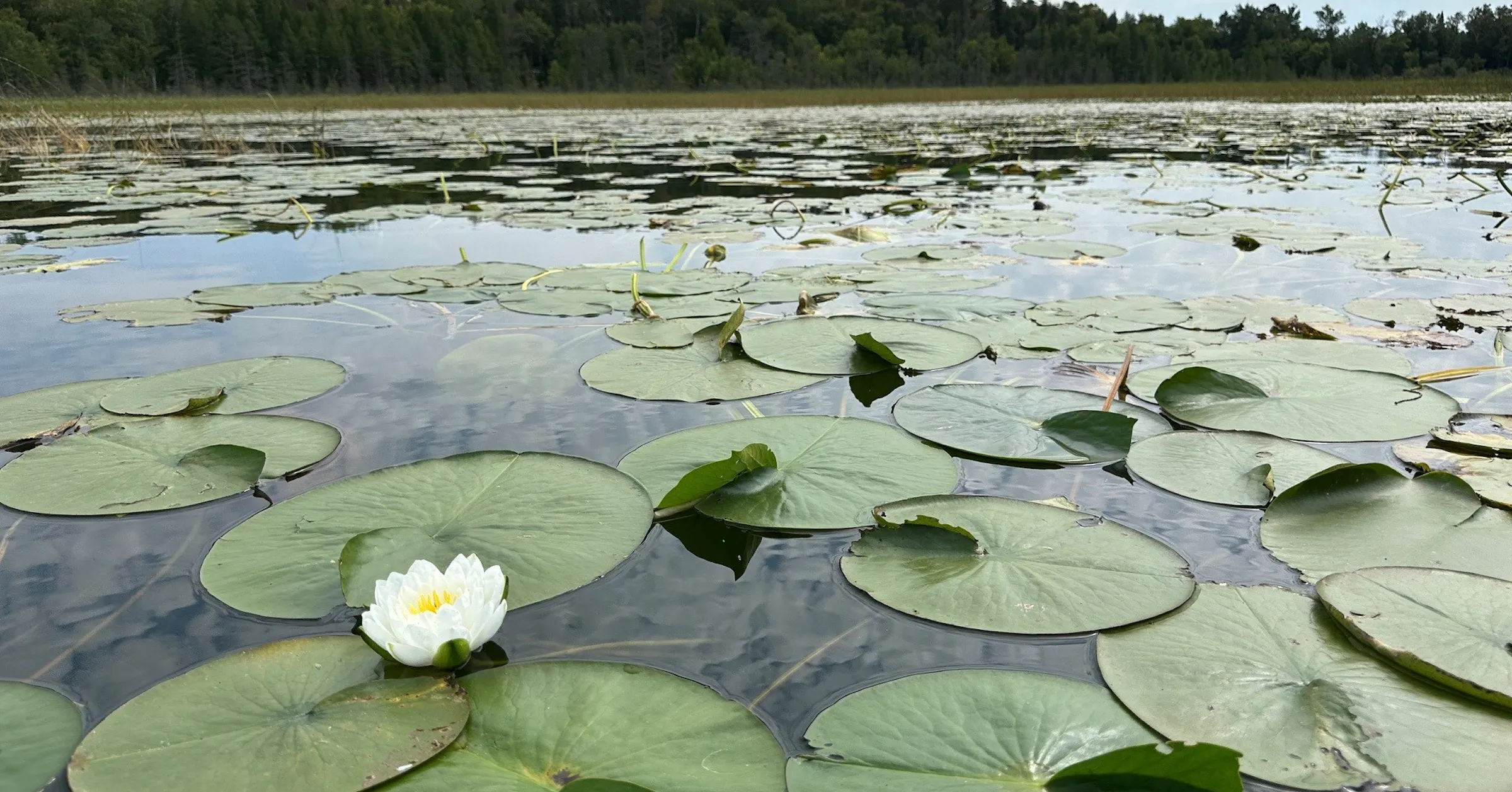 It’s peak season for Minnesota’s floating wildflowers