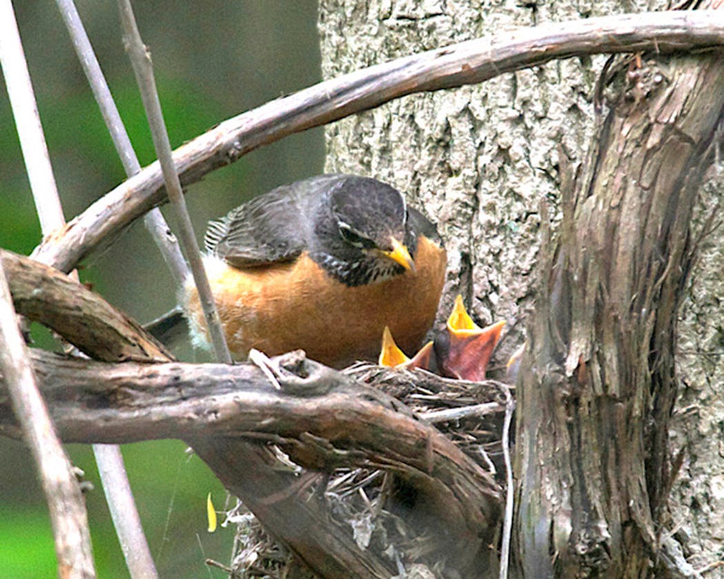 A robin feeds chicks in its nest. The nest is reinforced with mud, so a muddy patch in the yard at nest-building time is a plus.