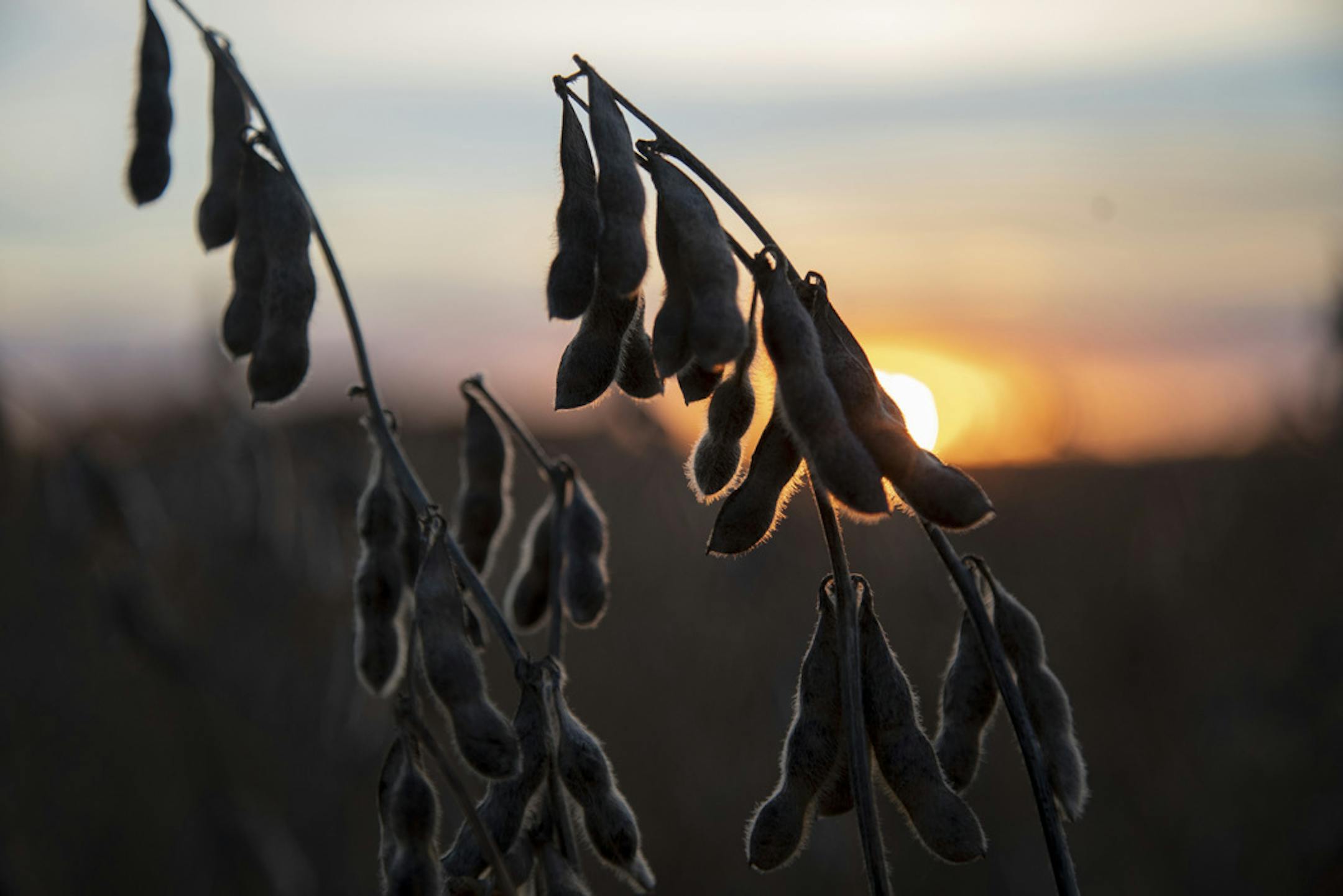 FILE-- Soybeans on one of the fields of the Knopf Family Farm outside of Salina, Kansas, Nov. 2, 2018. China has resumed its purchases of American soybeans in early 2019, but it is not clear whether Beijing&#x2019;s recent concessions will lead to a lasting truce on trade with the United States. (Christopher Smith/The New York Times)