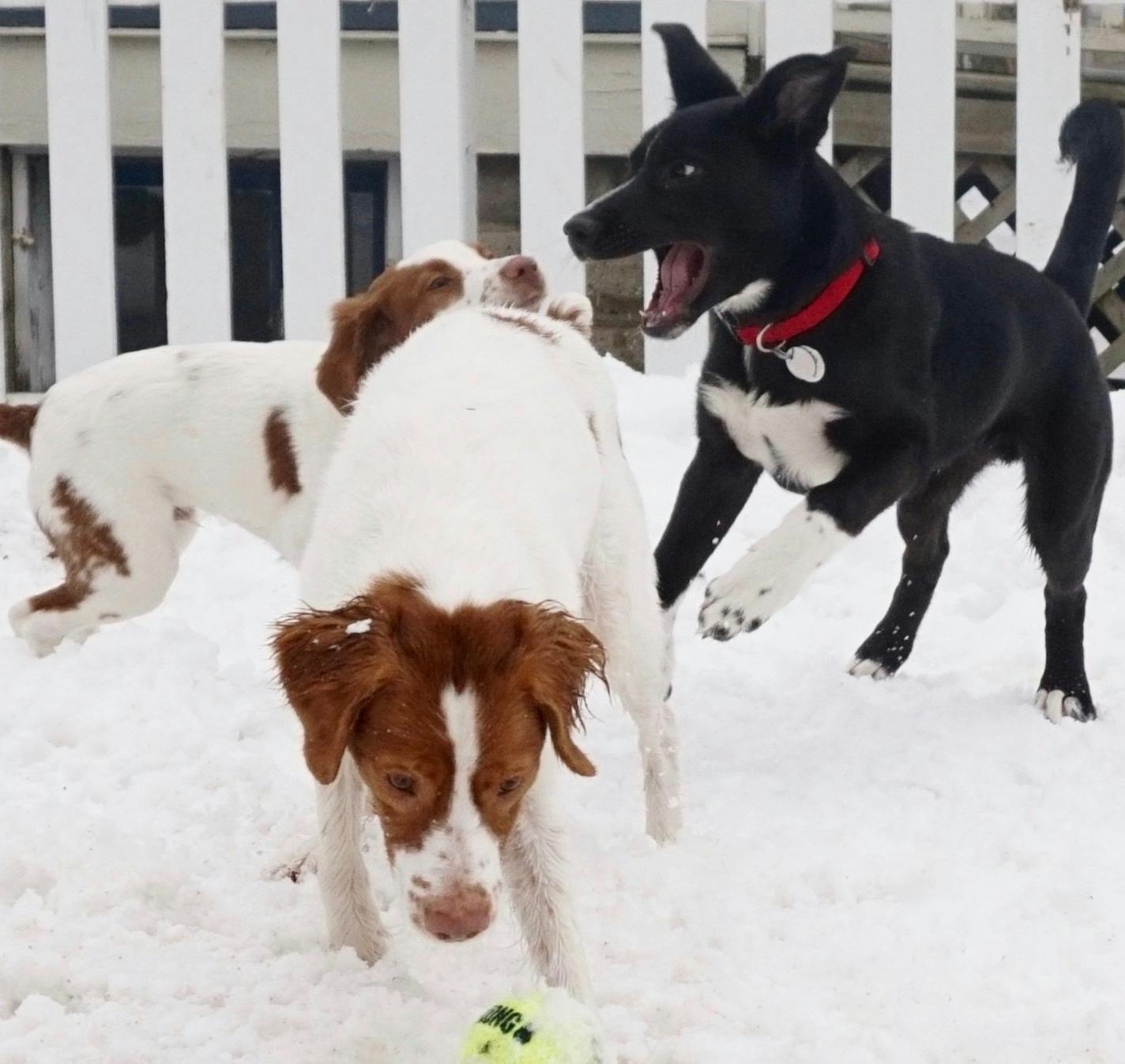 Staff photo by Doug Iverson
Angus played with neighbor dogs Greta and Gus almost every day over the winter.