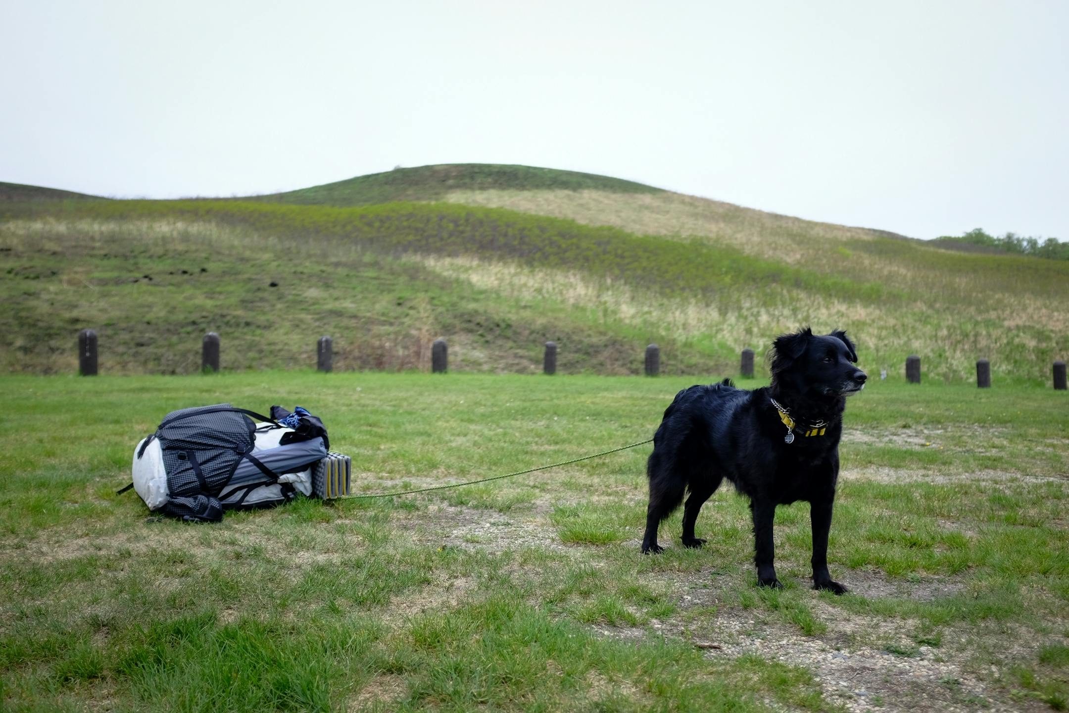 Onyx looked on while waiting to be tick checked.