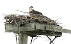 Metro Ospreys have a BFF