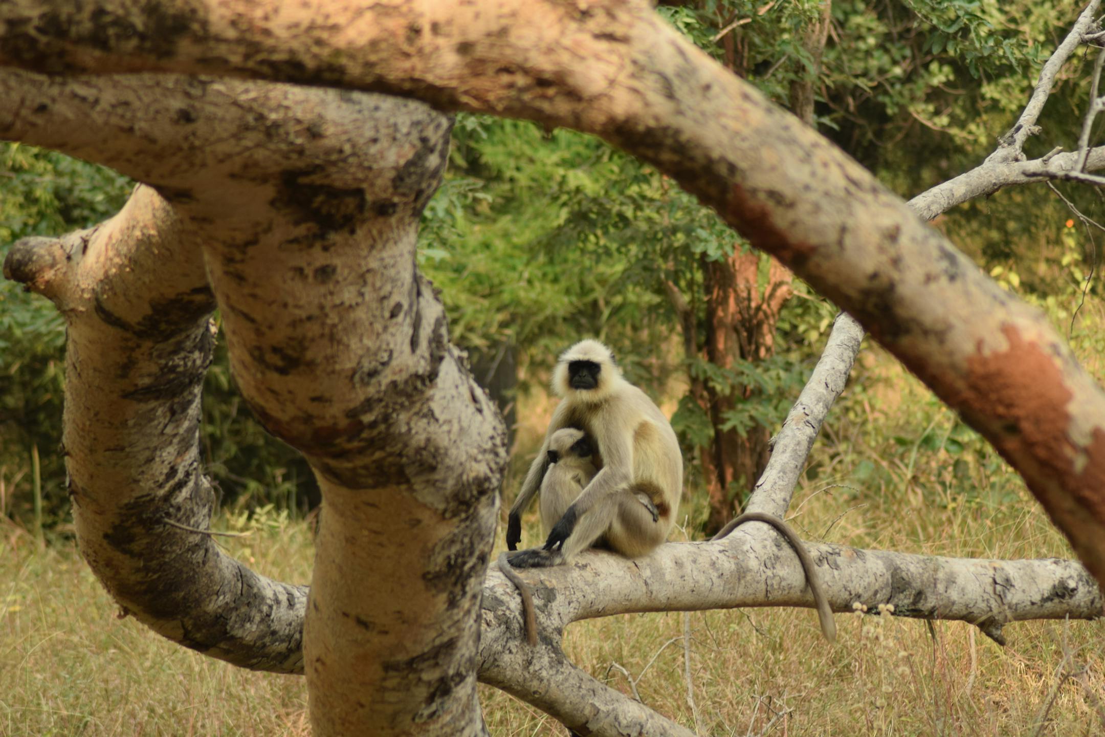 Gray langurs have a symbiotic relationship with deer in the parks of Madhya Pradesh, warning each of approaching tigers. (Mark Johanson/Chicago Tribune/TNS)