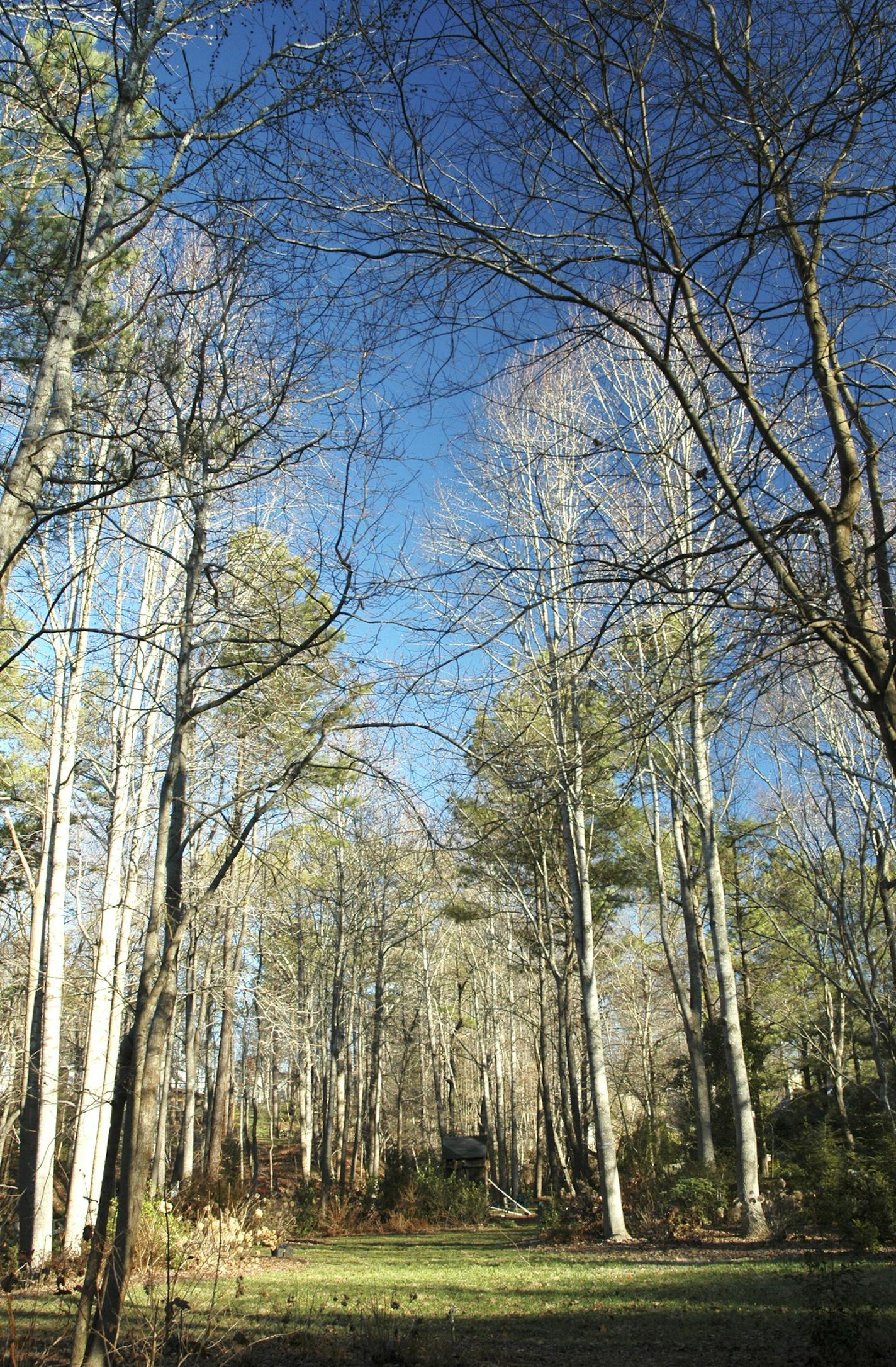 Over time, a sunny garden spot often becomes shadier and shadier as branches of distant trees begin to encroach overhead. (Joe Lamp'l/MCT) ORG XMIT: 1148083