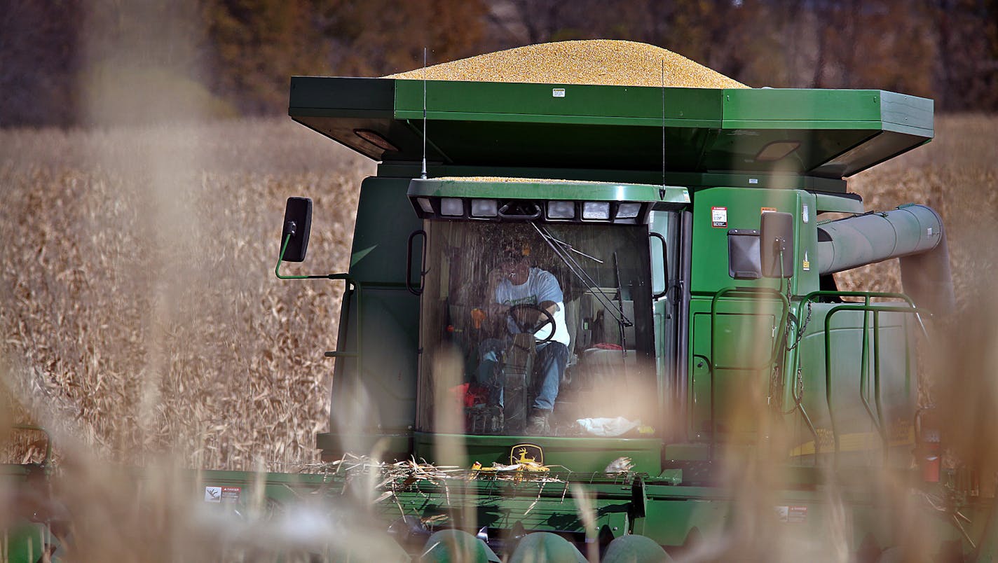 Harvesting corn in Minnesota.