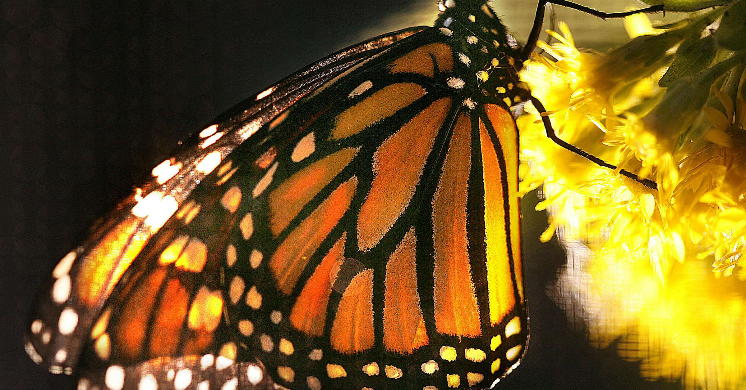 'Pollinator Pledge' kicks off in St. Croix River watershed