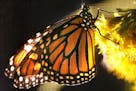 JIM GEHRZ &#x2022; jgehrz@startribune.com Bloomington/August 29, 2009/1:30 PM A female monarch butterfly clung to golden rod inside a cage at the Rich