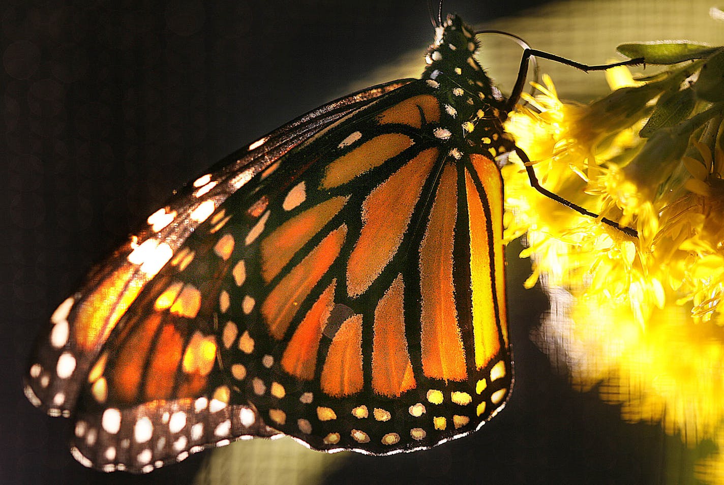 JIM GEHRZ &#x2022; jgehrz@startribune.com Bloomington/August 29, 2009/1:30 PM A female monarch butterfly clung to golden rod inside a cage at the Richardson Nature Center prior to being tagged and released. Interpretative naturalist Valerie Quiring released the butterfly with a tag that is used to track its migration to Mexico. ORG XMIT: MIN2013070814574767